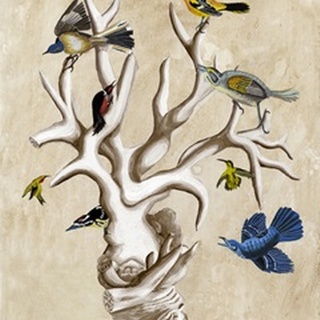 The Ornithologist's Dream II