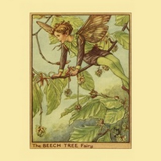 The Beech Tree Fairy