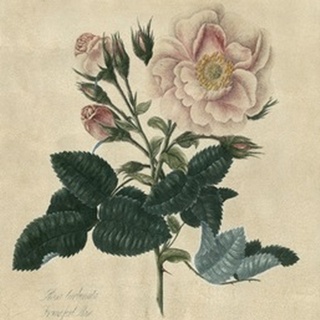 Embellished Frankfort Rose