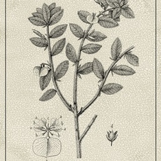 Antique Black and White Botanical VIII