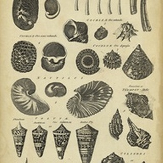 Study of Shells II