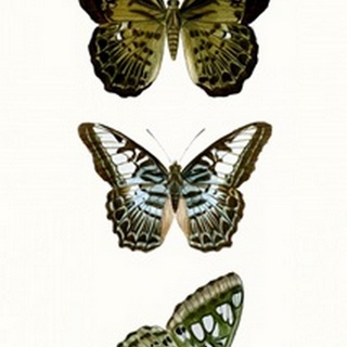 Butterfly Specimen VI