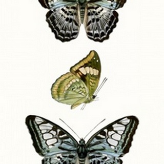 Butterfly Specimen I