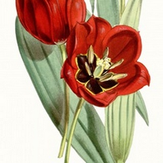 Curtis Tulips V