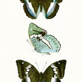 Butterfly Specimen II