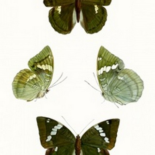 Butterfly Specimen V