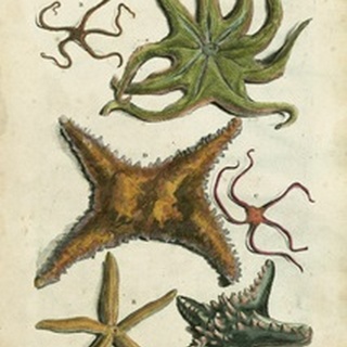 Starfish Illustre