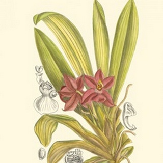 Orchid Plenty II