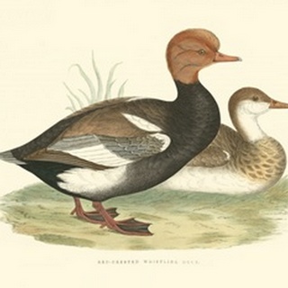 Red-Crested Whistling Duck