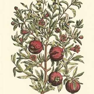 Pomegranate Tree Branch