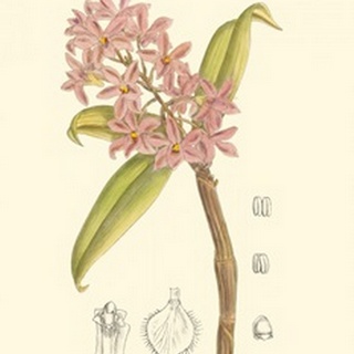 Orchid Plenty III