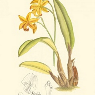 Orchid Plenty IV