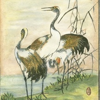 Oriental Cranes I