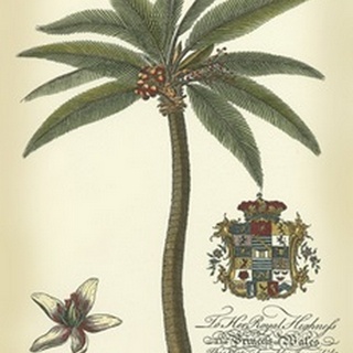 Palm and Crest I