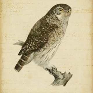 Non-Embellished Vintage Owl