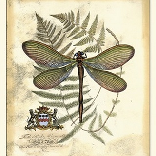 Regal Dragonfly II