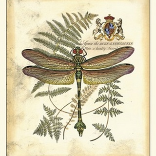 Regal Dragonfly III