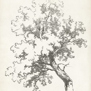 Oak Tree Study