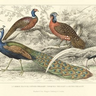 Peacock and Pheasants