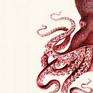 Octopus Red and White a