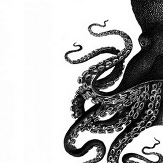 Octopus Black and White a