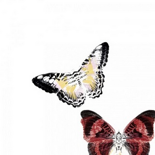 Butterflies Dance V