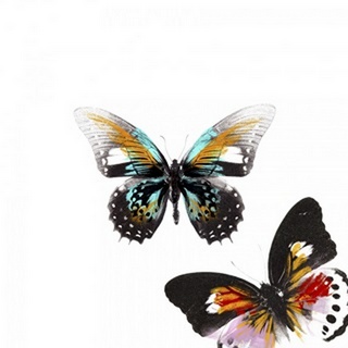 Butterflies Dance VI