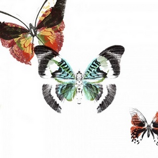 Butterflies Dance III