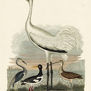 Large Heron Family III (JR)