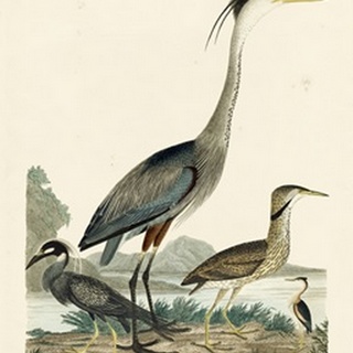 Large Heron Family I (JR)
