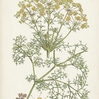 Saffron Botanicals IV