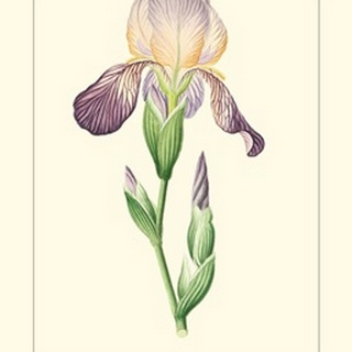 Purple Irises III