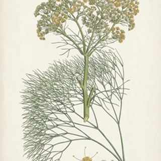 Saffron Botanicals III