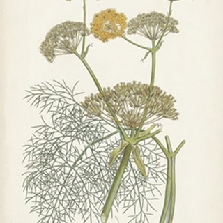 Saffron Botanicals II