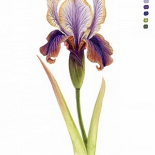 Rainbow Iris II