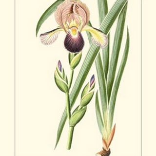 Purple Irises IV