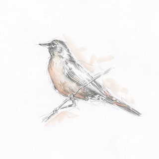 Robin Bird Sketch II
