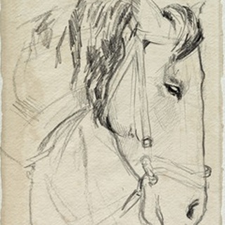 Horse in Bridle Sketch I