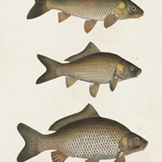 Species of Antique Fish I