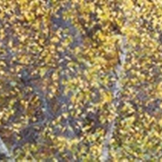 Tree Panorama III