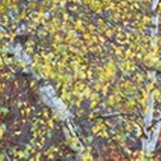 Tree Panorama IV