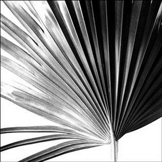 Black and White Palm IV