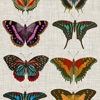 Polychrome Butterflies II