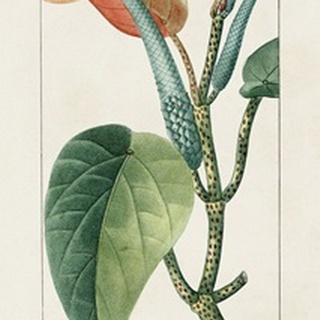 Turpin Tropical Botanicals II