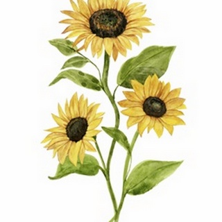 Sunflower Trio II