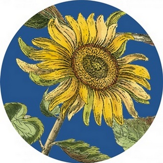 Classical Sunflower Collection C