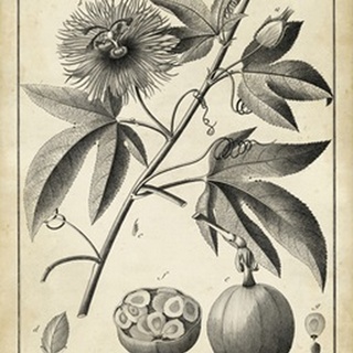 Passiflora I