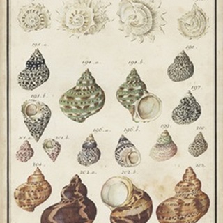 Seashell Synopsis I