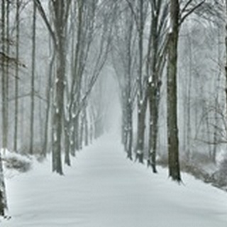 Snowy Road I