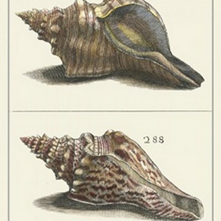 Seashell Menagerie II
